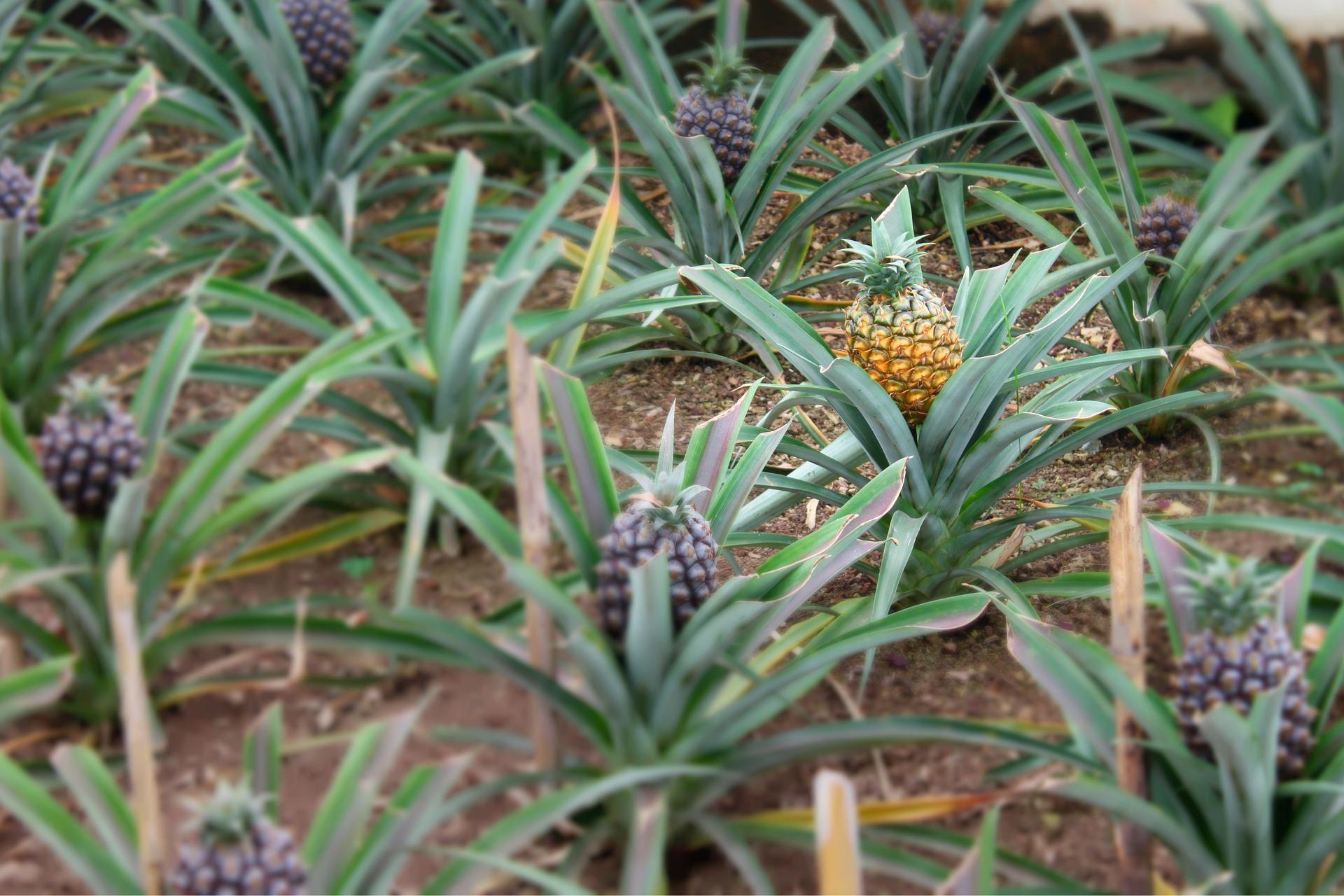 Piñas - Colgreens