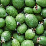 Feijoa