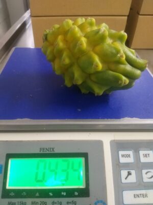 Yellow Dragon Fruit - Image 3