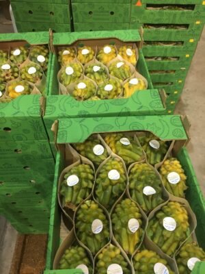 Yellow Dragon Fruit - Image 2