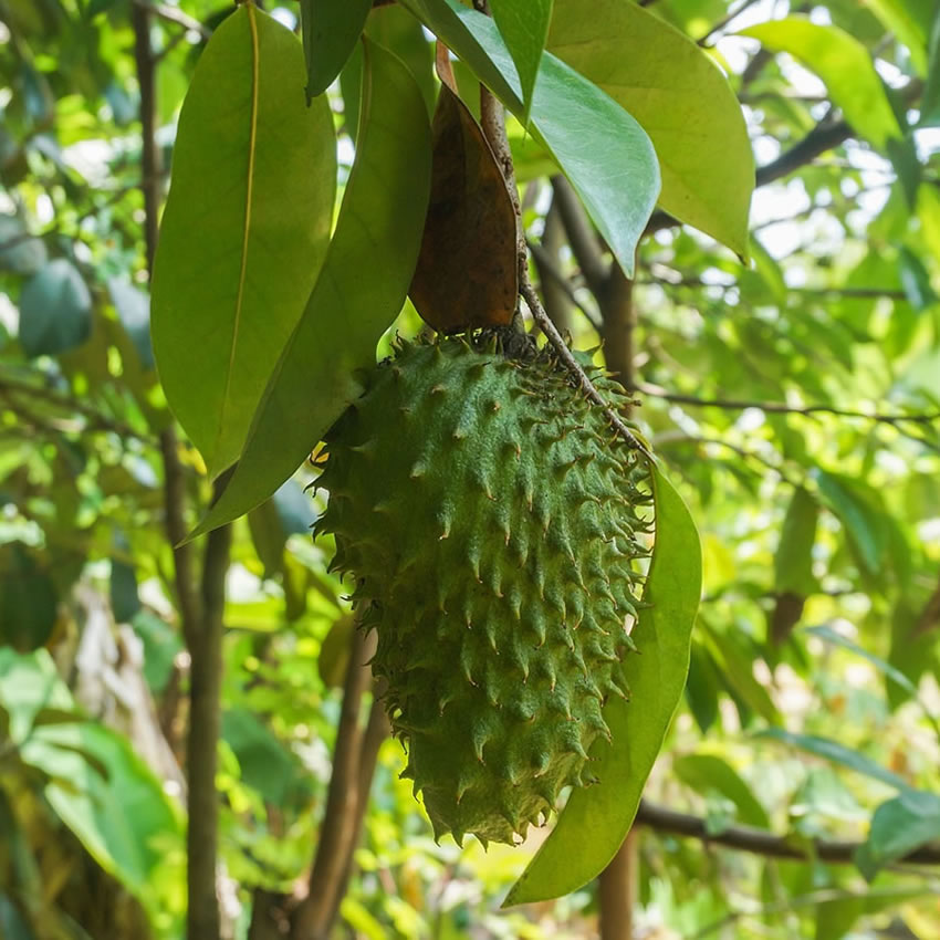 Soursop