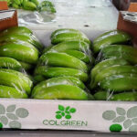 Banana Baby Colgreens